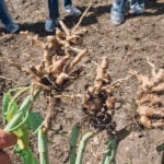 The discovery of clubroot  has prompted extensive surveying in Rocky View County, as well as the surrounding municipalities.  |  File photo