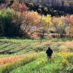 What category temporary migrant farm workers find themselves in will determine how their income is treated by the Canada Revenue Agency. | Michael Raine photo