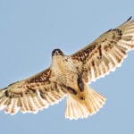 The Nature Conservancy of Canada and Fortis Alberta have collaborated to put up an artificial nesting pole in southern Alberta that will hopefully attract more ferruginous hawks to the area. | Leta Pezderic photo