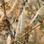 Canada’s new plant protein supercluster will fund innovative plant breeding and novel processing technology projects that will make it more attractive to build fractionation plants in Western Canada and increase food companies’ access to crops such as peas. | File photo
