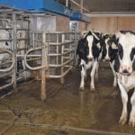 A cow is milked by one of four robotic milkers at Favour Holsteins, near Picture Butte, Alta., while others wait their turn. | Barb Glen photo