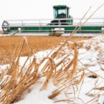 Recent bad weather is jeopardizing the quality of crops that hadn’t been harvested yet. | Mike Sturk photo
