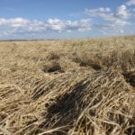 The long, wet harvest of 2018 has probably spelled the end for most hopes that barley still in fields will meet malting specifications. | File photo