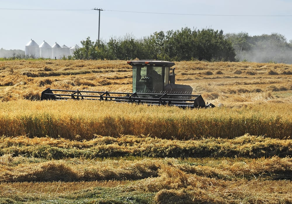 Oat prices are on the rise as millers attempt to secure supplies amid a difficult harvest. | File photo