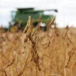 Hot, dry weather this summer alarmed Manitoba soybean producers, but lack of insect and disease pressure may have helped. | File photo