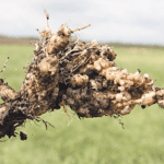 If you do find clubroot in your fields, the best policy is to advise neighbours and local agronomists. | File Photo