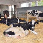 The Canadian government offered the United States 3.6 percent of the country’s dairy market,which follows similar concessions in trade deals with Europe and the Pacific Rim. | Barb Glen photo