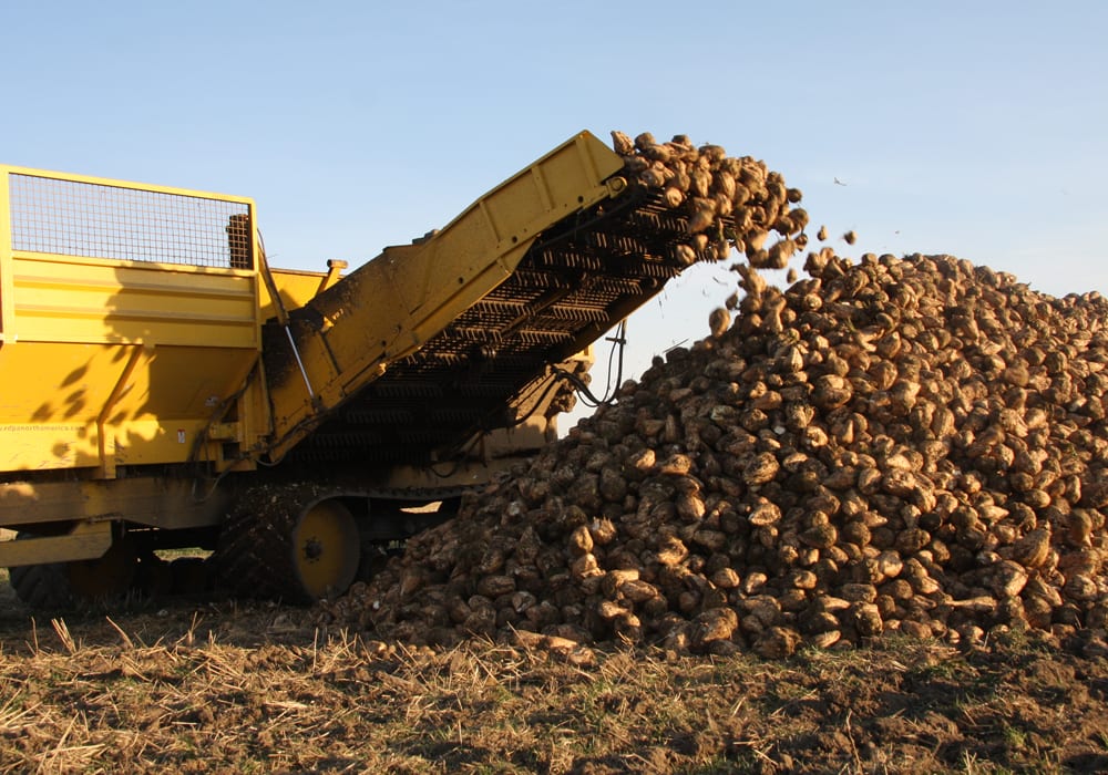 Alberta sugar beet growers made gains for their product in the new U.S.-Mexico-Canada Agreement signed Sept. 30.  | File photo