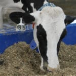 Supply management could be ready for some further consideration after the trade deals that have recently given up ground to international markets. | Michael Raine photo