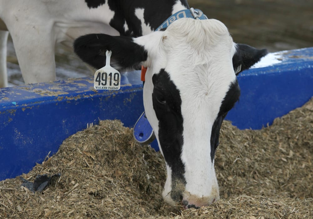 Supply management could be ready for some further consideration after the trade deals that have recently given up ground to international markets.  |  Michael Raine photo 