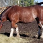 Molly was last seen on the evening of Sept. 22 in her pen near Evansburg, Alta., 100 kilometres west of Edmonton. | Jeremy Simes photo
