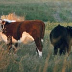 Researchers found that good facilities and adequate water supplies for cows and calves are needed to facilitate fence-line weaning. | File photo