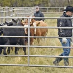 Lee Sinclair of Merck Animal Health and Coy Schellenberg demonstrate cattle handling for about 30 producers who attended the Saskatchewan Verified Beef Production workshop, which was held for the first time at the Ag in Motion site near Langham, Sask. | William DeKay photo