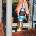 Producers must consider if vaccines are missing every time they process cattle. | File photo