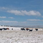 Canada’s beef herd remains stable in size, but exports are improving with the United States being the dominant destination followed by Japan and Hong Kong. | Edwin Crook photo