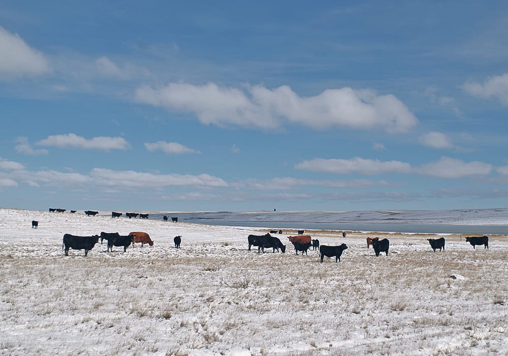 Canada’s beef herd remains stable in size, but exports are improving with the United States being the dominant destination followed by Japan and Hong Kong.  |  Edwin Crook photo