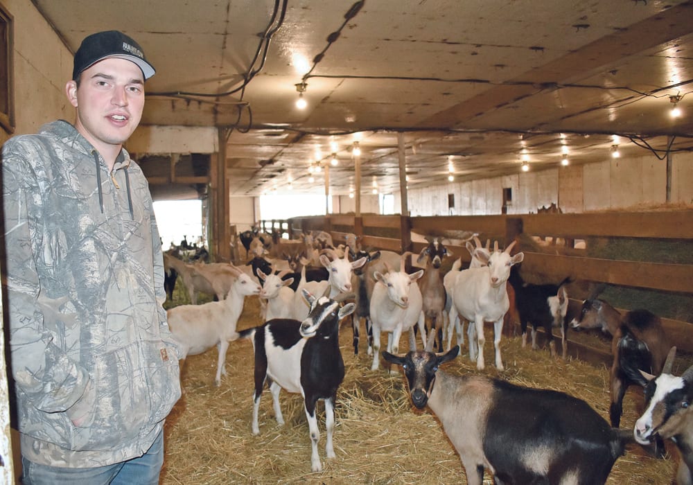 Ken Van Driesten stands in the goat barn at Noble Meadows Farm near Nobleford, Alta. The farm has a goat dairy and cheese-making operation.  |  Barb Glen photo