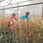 USDA Agricultural Research Service student interns Alison Coomer and Marco Gutierrez examine wheat plants in the greenhouse at the University of Nebraska-Lincoln East Campus where scientists are looking at bio-fortifying wheat and other crops. | USDA/Bob Garybosch photo