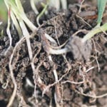 Producers looking to take their crops’ soil environments beyond what is offered by the basic nutrient packages are finding more options each year. | Michael Raine photo