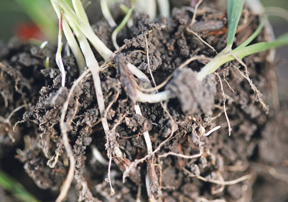 Producers looking to take their crops’ soil environments beyond what is offered by the basic nutrient packages are finding more options each year.  |  Michael Raine photo