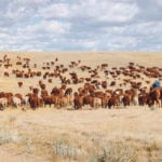 A new study argues that people in the developed countries of the western world should cut their meat intake by 90 percent to mitigate climate change, but this might not be the best approach. | Debbie Pimm photo