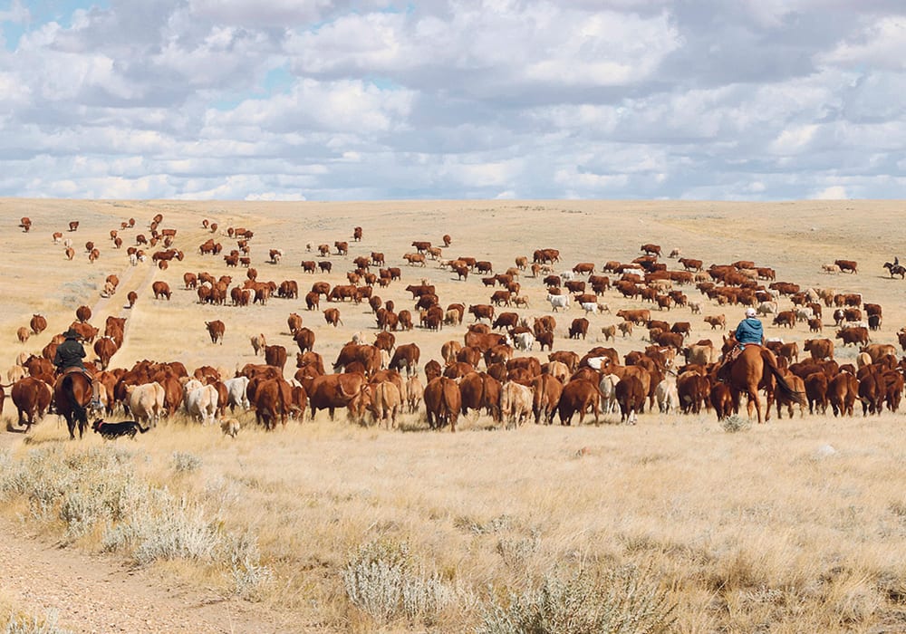 A new study argues that people in the developed countries of the western world should cut their meat intake by 90 percent to mitigate climate change, but this might not be the best approach.  | Debbie Pimm photo