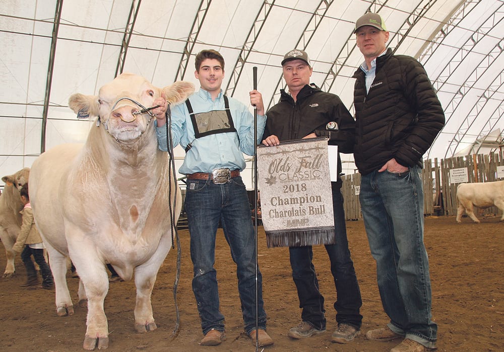 The grand champion Charolais bull banner at the Olds Fall Classic went to Kay-R Land and Cattle Ltd. of Waskatenau, Alta., Elder Charolais of Coronach, Sask., and Sharodon Charolais from Ontario. At the halter is Kord Phillps, left, Kasey Phillps and Mike Elder.  |  Barbara Duckworth photo