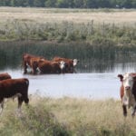 Early October's flirtation with winter could be a good reminder to check farm and ranch dugouts before freeze-up. | File photo