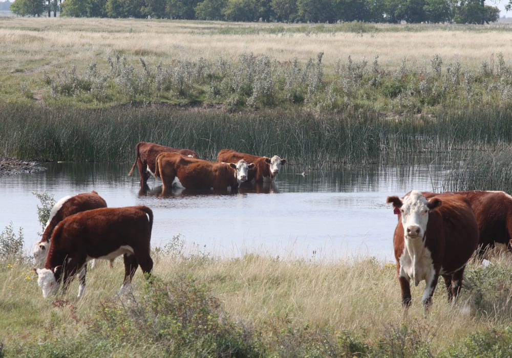 Early October's flirtation with winter could be a good reminder to check farm and ranch dugouts before freeze-up. | File photo