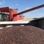 Canadian canola carryout stocks at the end of the current marketing year (2018/19) will be considerably larger than an earlier estimate, according to updated supply/demand tables from Agriculture and Agri-Food Canada, released on Oct. 19. | File photo