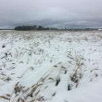 Cold, wet and snowy weather throughout September and into October slowed down or stalled harvest in parts of Alberta and Saskatchewan. Crops were downgraded making more barley and wheat feed grain quality. | File photo