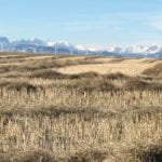 Canola futures have found themselves in a downward slide, with the market settling right above major support levels on Oct. 24. | Barb Glen image