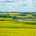 Canola alone supports 250,000 jobs and has a $26 billion impact on Canada's economy, based on a 2016 study. | File photo