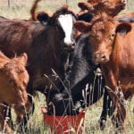 Veterinarians say pre-breeding vaccinations are absolutely necessary if heifers are to meet their reproductive goals. | File photo