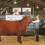 The high-selling lot at the 2018 Red Roundup show and sale came from Cinder Angus at Barrhead, Alta. The Yoder family sold a half interest no possession in a bred female for $15,500 to BSM Livestock, owned by Bryan and Sherry McKenzie of Pincher Creek, Alta. Brynne Yoder, 15, is at the halter. The Yoder family also showed the top heifer, which sold for $9,000. | Barbara Duckworth photo