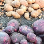 Potato picking day can be such a satisfying experience. This Caribe variety is great for mashed potatoes and is such a pretty colour with Yukon Gold in the background, used for baking. | Jodie Mirosovsky photo