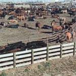 KCL Cattle Company is a 9,000-head feedlot north of Lethbridge. | Photo supplied by Les Wall