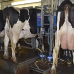Canada’s dairy processors said the federal government has to develop a long-term plan for the sector after chipping away at its profitability through trade agreements.
| File photo