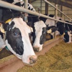 The author says Canada’s food system is its greatest resource and cannot allow “ideologues and professional blusterers” to play chicken with the dairy sector. | File photo
