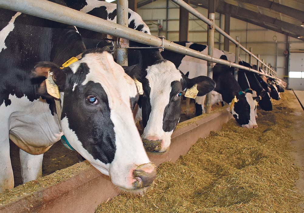 The author says Canada’s food system is its greatest resource and cannot allow “ideologues and professional blusterers” to play chicken with the dairy sector.  |  File photo