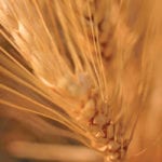 Durum sales to Italy, which had been Canada’s top customer, have slowed to a trickle in the wake of country-of-origin labelling legislation. | File photo