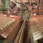 Pulse exporters see residue standards as a positive development because now they know what the Indian government will tolerate. | File photo