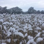A difficult harvest has motivated the Canadian Grain Commission to extend the deadlines of its Harvest Sample Program by a month so more producers can benefit from the service. | File photo