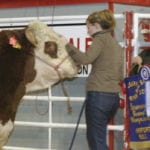 Reserve grand champion Hereford owner Donald Cross holds the banner at the 106th Calgary bull sale in this 2006 file photo.
