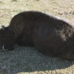 Robert Hampton's bison was shot and killed on his farm near Blueberry Mountain, Alta. | Robert Hampton photo
