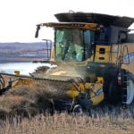 Canola contracts hit yearly lows at market close on Oct. 31. The January contract closed at C$486 per tonne, dropping more than C$2 during the day. It had been falling in value daily over the previous days. | Robin Booker photo