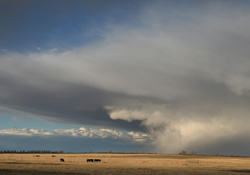 The Canadian Crop Hail Association released its hail summary November 1, noting lack of moisture in many areas this summer resulted in fewer storms than average. However, severity in terms of crop damage was high in the few storms that did gather. | File photo
