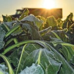 Sugar beet growers went all in when genetically modified varieties were introduced. Virtually all beets grown in southern Alberta are now glyphosate tolerant. | Barb Glen photo