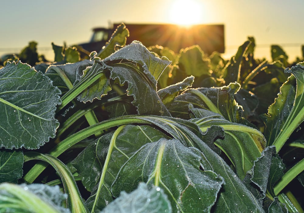 Sugar beet growers went all in when genetically modified varieties were introduced. Virtually all beets grown in southern Alberta are now glyphosate tolerant.  |  Barb Glen photo