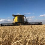 This year, everything went right for spring wheat growers in the United States. | File photo